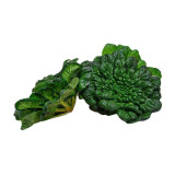 Flat Cabbage Seeds - High-Yield, Cold-Tolerant, Ideal for Small Gardens