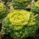 Yellow-Heart Flat Cabbage Seeds - Sweet & Crisp, Ideal for Fresh Eating and Salads