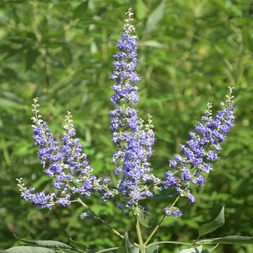 Chinese Chaste Tree Seeds - Five-Leaved Ornamental Shrub for Landscaping & Bonsai