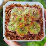 Drosera burmannii 'Humpty Doo' Seeds - Fresh Harvest, High Germination Rate, Carnivorous
