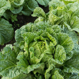 'Jiaoyan 5869' Chinese Cabbage Seeds - Consistent Yields, Good Storability, Uniform Cylindrical Heads