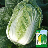 'Jiaoyan Qiubao' Chinese Cabbage Seeds - Early Maturing, High Yield, Yellow Heart Type, Hybrid Chinese Cabbage