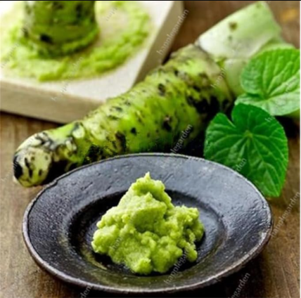 Wasabi Seeds Japanese Horseradish Plants Vegetable Wasabia Japonica