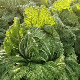 'Jiaoyan 5869' Chinese Cabbage Seeds - Consistent Yields, Good Storability, Uniform Cylindrical Heads