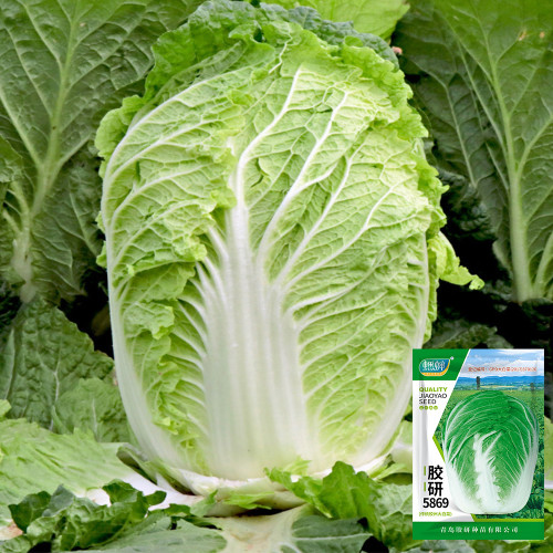 'Jiaoyan 5869' Chinese Cabbage Seeds - Consistent Yields, Good Storability, Uniform Cylindrical Heads
