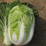 'Jiaoyan 5869' Chinese Cabbage Seeds - Consistent Yields, Good Storability, Uniform Cylindrical Heads