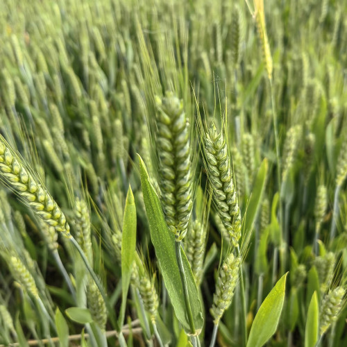 Barley Seeds - Premium Barley for Beer Making, Cooking & Herbal Remedies
