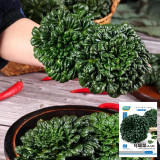 Flat Cabbage Seeds - High-Yield, Cold-Tolerant, Ideal for Small Gardens