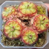 Drosera burmannii 'Humpty Doo' Seeds - Fresh Harvest, High Germination Rate, Carnivorous