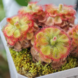 Drosera burmannii 'Humpty Doo' Seeds - Fresh Harvest, High Germination Rate, Carnivorous
