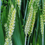 Barley Seeds - Premium Barley for Beer Making, Cooking & Herbal Remedies