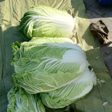 'Jiaoyan 5869' Chinese Cabbage Seeds - Consistent Yields, Good Storability, Uniform Cylindrical Heads