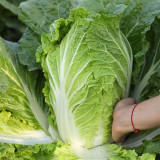 'Jiaoyan Qiubao' Chinese Cabbage Seeds - Early Maturing, High Yield, Yellow Heart Type, Hybrid Chinese Cabbage