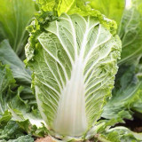 'Jiaoyan Qiubao' Chinese Cabbage Seeds - Early Maturing, High Yield, Yellow Heart Type, Hybrid Chinese Cabbage