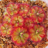 Drosera burmannii 'Humpty Doo' Seeds - Fresh Harvest, High Germination Rate, Carnivorous