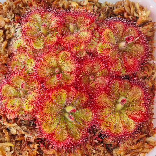 Drosera burmannii 'Humpty Doo' Seeds - Fresh Harvest, High Germination Rate, Carnivorous