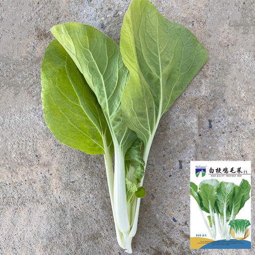 White-Stalked Baby Bok Choy Seeds: Fast-Harvest, Disease-Resistant, High-Yield, F1 Hybrid