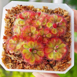 Drosera burmannii 'Humpty Doo' Seeds - Fresh Harvest, High Germination Rate, Carnivorous