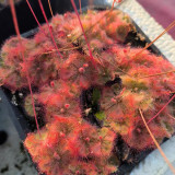 Drosera burmannii 'Humpty Doo' Seeds - Fresh Harvest, High Germination Rate, Carnivorous