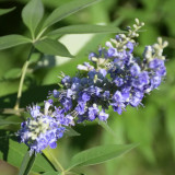Chinese Chaste Tree Seeds - Five-Leaved Ornamental Shrub for Landscaping & Bonsai