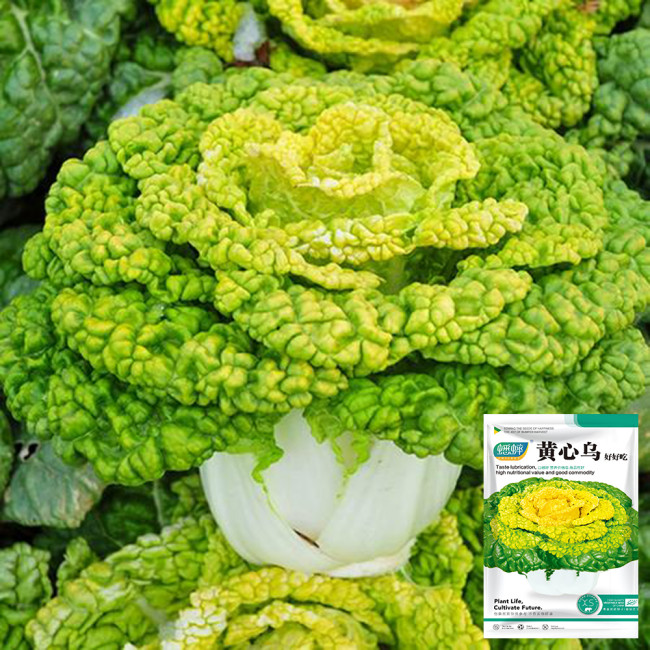 Yellow-Heart Flat Cabbage Seeds - Sweet & Crisp, Ideal for Fresh Eating and Salads