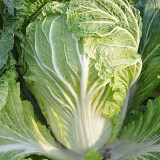 'Jiaoyan 5869' Chinese Cabbage Seeds - Consistent Yields, Good Storability, Uniform Cylindrical Heads
