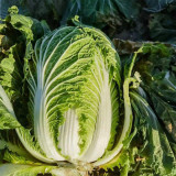'Jiaoyan 5869' Chinese Cabbage Seeds - Consistent Yields, Good Storability, Uniform Cylindrical Heads