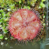 Drosera burmannii 'Humpty Doo' Seeds - Fresh Harvest, High Germination Rate, Carnivorous