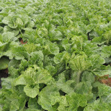 'Qiuguan 70' Chinese Cabbage Seeds - High-Yield, Medium-Early, Short-Cylindrical, Autumn Variety