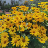 Heliopsis helianthoides Seeds - Drought Tolerant, Low Maintenance Perennial