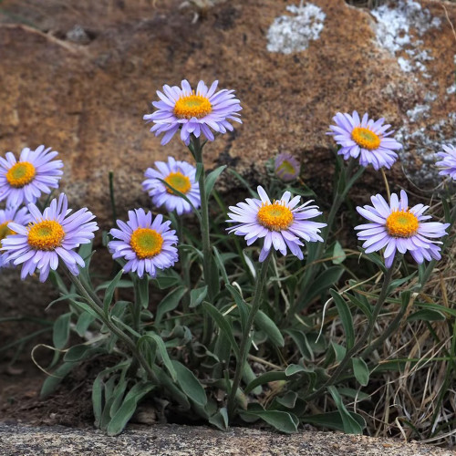 Alpine Aster Mix Seeds - Alpine Aster for Rock Gardens & Beds