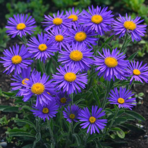 Alpine Aster Mix Seeds - Alpine Aster for Rock Gardens & Beds