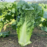 'Jinqi No.5' Chinese Cabbage Seeds - Early Maturing Hybrid Tall Cylindrical Qingmaye Type