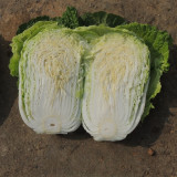'Qiuguan 70' Chinese Cabbage Seeds - High-Yield, Medium-Early, Short-Cylindrical, Autumn Variety