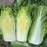 'Jinqi No.5' Chinese Cabbage Seeds - Early Maturing Hybrid Tall Cylindrical Qingmaye Type