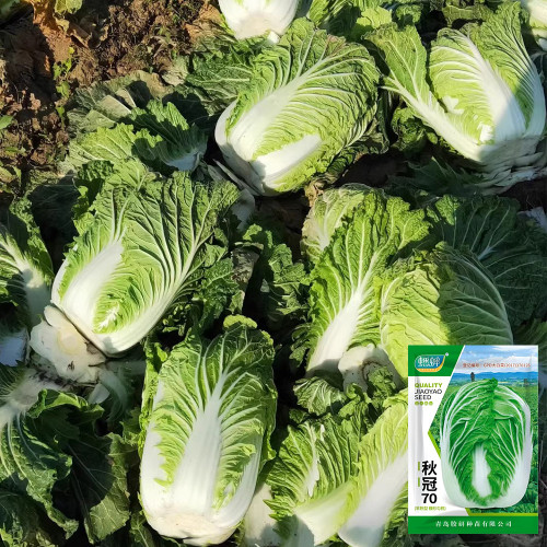 'Qiuguan 70' Chinese Cabbage Seeds - High-Yield, Medium-Early, Short-Cylindrical, Autumn Variety