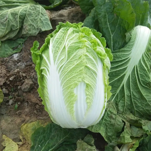 Improved 'Qingza No.3' Chinese Cabbage Seeds - High-Yield, Disease Resistant, Excellent Storability, For Autumn Planting