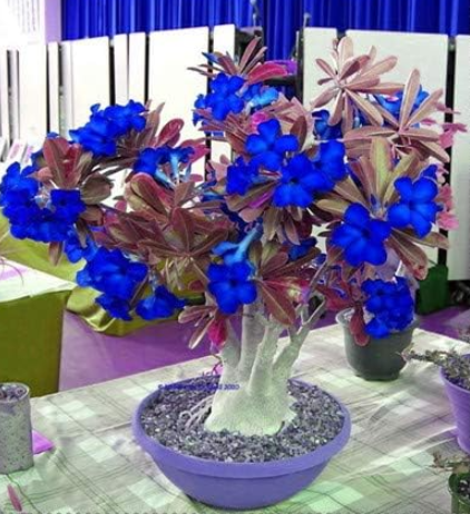 Blue Desert Rose Flower adenium obesum Seeds (Color: 15)