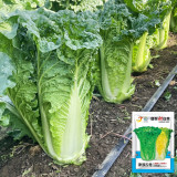 'Jinqi No.5' Chinese Cabbage Seeds - Early Maturing Hybrid Tall Cylindrical Qingmaye Type