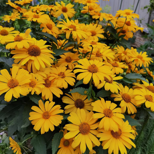 Heliopsis helianthoides Seeds - Drought Tolerant, Low Maintenance Perennial