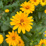 Heliopsis helianthoides Seeds - Drought Tolerant, Low Maintenance Perennial