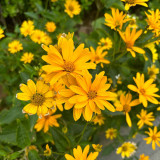 Heliopsis helianthoides Seeds - Drought Tolerant, Low Maintenance Perennial