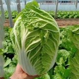 Improved 'Qingza No.3' Chinese Cabbage Seeds - High-Yield, Disease Resistant, Excellent Storability, For Autumn Planting
