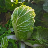 'Qiuguan 70' Chinese Cabbage Seeds - High-Yield, Medium-Early, Short-Cylindrical, Autumn Variety