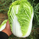 'Qiuguan 70' Chinese Cabbage Seeds - High-Yield, Medium-Early, Short-Cylindrical, Autumn Variety