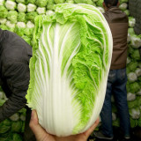 'Qiuguan 70' Chinese Cabbage Seeds - High-Yield, Medium-Early, Short-Cylindrical, Autumn Variety