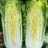 'Jinqi No.5' Chinese Cabbage Seeds - Early Maturing Hybrid Tall Cylindrical Qingmaye Type