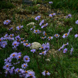 Alpine Aster Mix Seeds - Alpine Aster for Rock Gardens & Beds