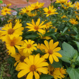 Heliopsis helianthoides Seeds - Drought Tolerant, Low Maintenance Perennial