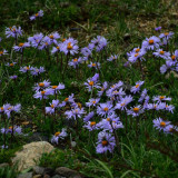 Alpine Aster Mix Seeds - Alpine Aster for Rock Gardens & Beds